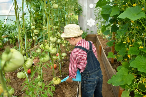 Little Boy Tool Greenhouse Ready Gardening Business Royalty Free Stock Images