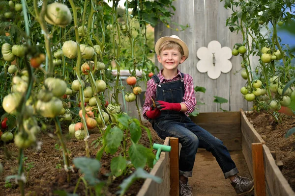 Cute Little Boy Hat Greenhouse Doing Some Gardening Stock Photo