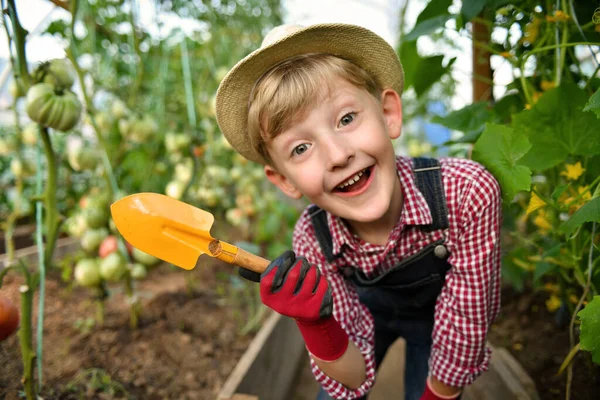 Cute Little Boy Hat Yellow Shovel Greenhouse Posing Stock Image