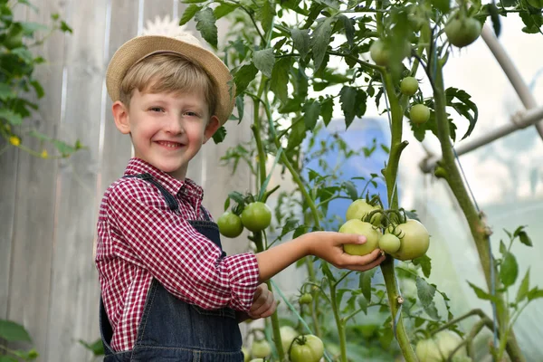 Schattig Jongetje Met Hoed Een Kas Met Groene Tomaten — Stockfoto