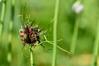 Doğada bir bitkiye yakın çekim ve inanılmaz görünüyor.