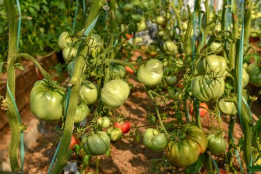 Bir serada domateslere yakın çekim
