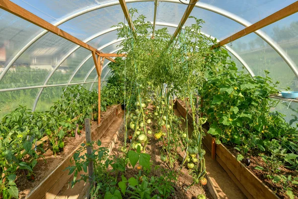 Interior of a greenhouse with tomatoes and other vegetable growing