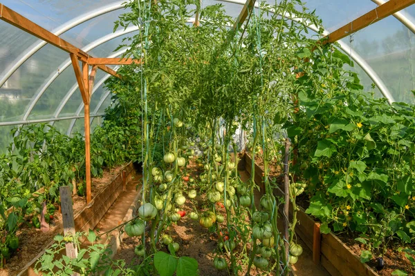 Interior of a greenhouse with tomatoes and other vegetable growing