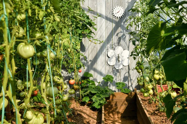 Interior Invernadero Con Tomates Otros Cultivos Vegetales — Foto de Stock