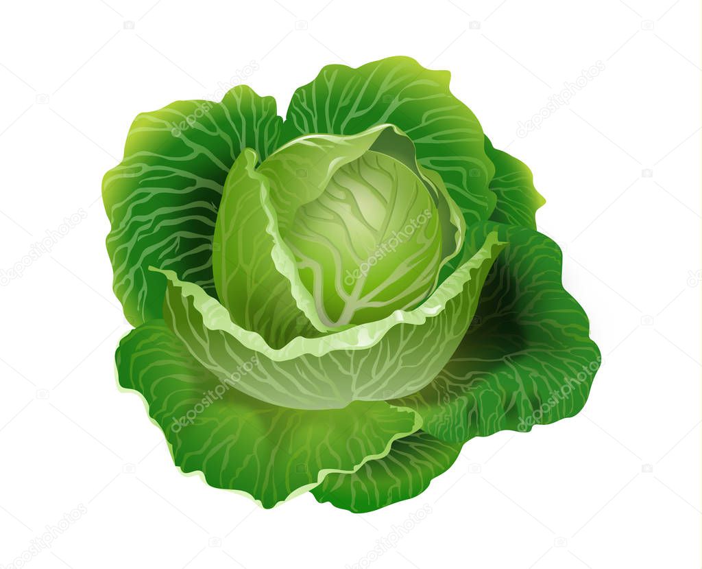 Cabbage vector 3D illustration