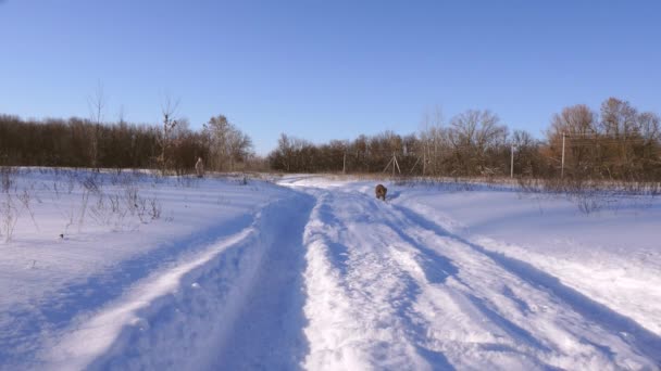 Frau geht mit Hund spazieren, der durch weiße Schneewehen läuft. Zeitlupe. — Stockvideo