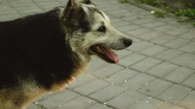 Yaz parkta köpek yürüyor.
