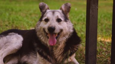 Çoban köpeği yaz parkta yürüyor.