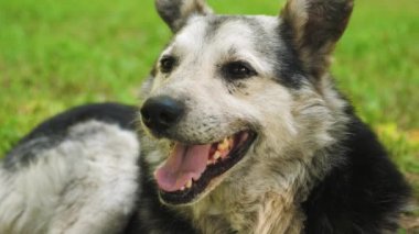 Çoban köpeği derinden, dilini parkta çim üzerinde yalan ısı çekerek nefes alır.