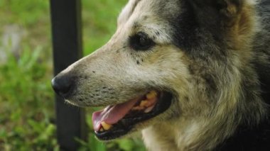 Dilini damping gölgede'nın bahçesinde mutlu köpek yatıyor.