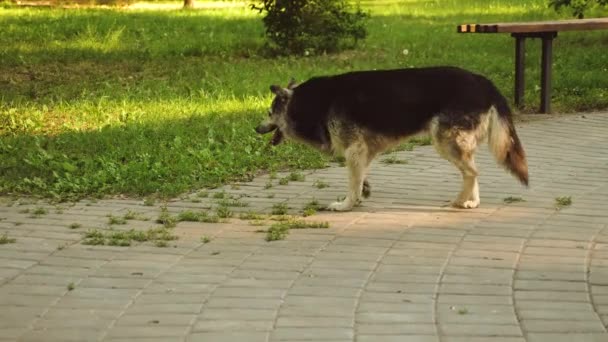 Добрий собака прогулює літній парк . — стокове відео