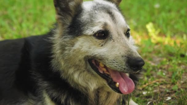 Shepherd dog breathes deeply, pulling his tongue from the heat . — Stock Video