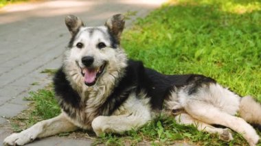 Köpek park dil damping içinde'nın bahçesinde yatıyor.