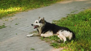 Büyük yetişkin köpek parkta çim üzerinde yalan dinlenme.