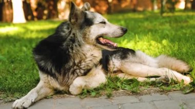 Çoban köpeği derinden, dilini parkta çim üzerinde yalan ısı çekerek nefes alır.
