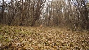 Kırmızı köpek park sonbahar yaprakları boyunca çalışır