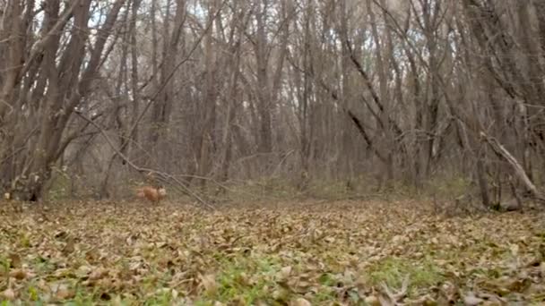 El perro corre rápidamente por el parque. Movimiento lento — Vídeos de Stock