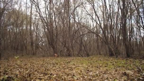 Pies myśliwski biegnie wzdłuż liści jesienią w parku. Zwolnionym tempie — Wideo stockowe