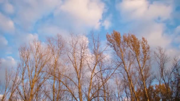Kale bomen tegen blauwe hemel met wolken — Stockvideo