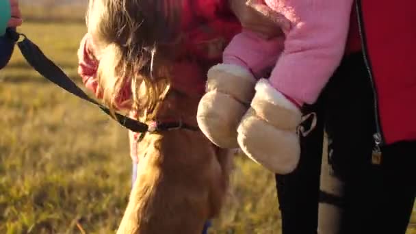 Genç kız bir av köpeği okşayarak. — Stok video