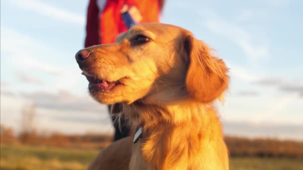 Chien de chasse en laisse promenades avec propriétaire 