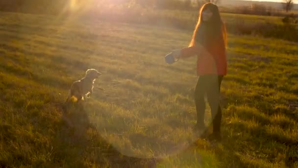 Молодая красивая женщина играет и бегает с собакой в золотом сиянии заходящего солнца — стоковое видео