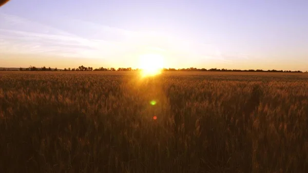 Goldweizen Grellem Licht Und Sonnenuntergang — Stockfoto