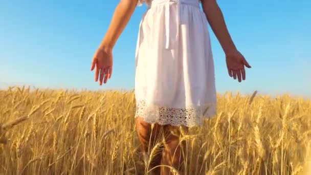 Руки дівчини торкаються зрілих пшеничних вух, дівчина в білій сукні йде на поле золотої пшениці, повільний рух, крупним планом — стокове відео