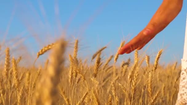 Дівчата рука торкається жовтих вух пшениці, дівчина в білій сукні ходить полем золотої пшениці, повільний рух, крупним планом — стокове відео