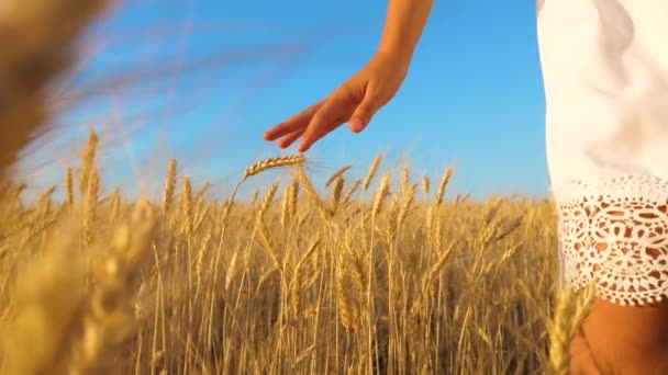 Mãos da menina tocar as orelhas maduras de trigo, a menina em um vestido branco vai para o campo de trigo maduro, câmera lenta — Vídeo de Stock