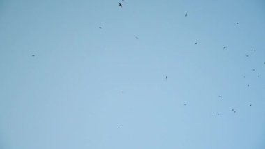 Kuşlar sürüsü masmavi gökyüzünde uçar