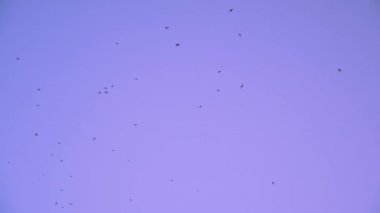 Kuşlar uçmak ve açık mavi gökyüzü Jakuzziler