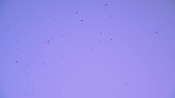 Las aves vuelan y giran en el cielo azul claro — Vídeos de Stock