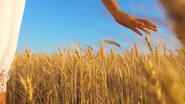 Ragazza in abito bianco va al campo di grano maturo, le mani della ragazza toccano le spighe mature di grano, rallentano, primo piano — Video Stock