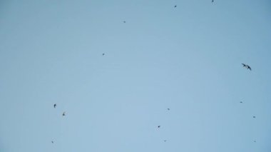 Kuşlar uçmak ve yüksek gökyüzünde whirl. Kırlangıçlar sürüsü güzel mavi gökyüzünde uçar. Ağır çekim.