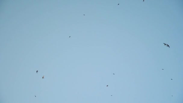 Las aves vuelan y giran alto en el cielo. bandada de golondrinas vuela maravillosamente en el cielo azul. Movimiento lento . — Vídeos de Stock