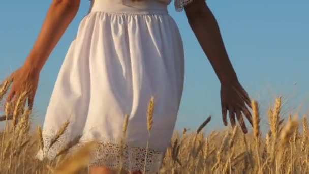 Счастливая девушка в белом платье ходит и улыбается на поле из золотой пшеницы, девушки руки касаются зрелых пшеничных ушей, замедленное движение — стоковое видео