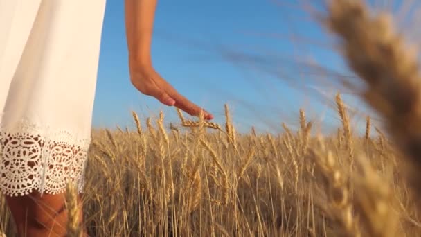 Ragazza in abito bianco va al campo di grano maturo, le mani della ragazza toccano le spighe mature di grano, rallentano, primo piano — Video Stock