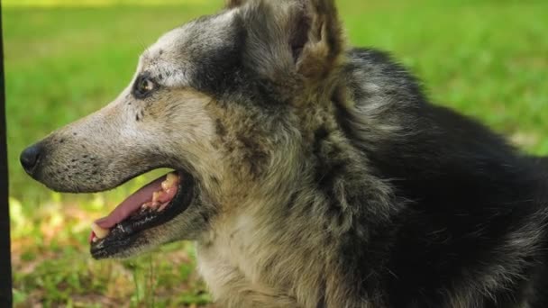 Pastore cane respira profondamente, tirando fuori la lingua dal calore sdraiato sull'erba nel parco . — Video Stock