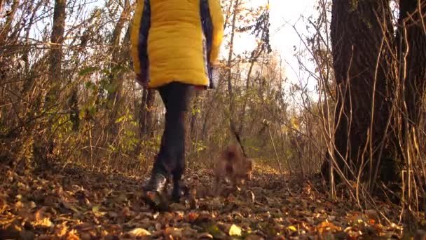 Ragazza passeggiate con cane su strada cosparsa di foglie di autunno marrone. Rallentatore . — Video Stock