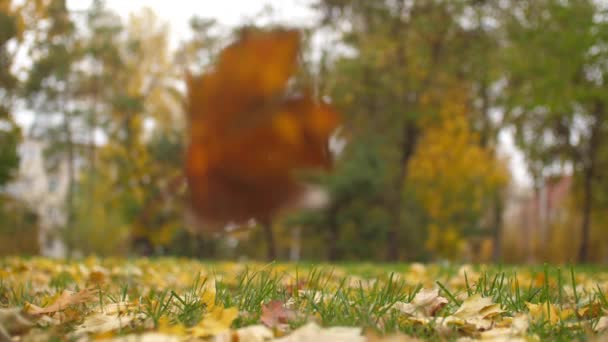 Le foglie giallo autunno cadono a terra. Rallentatore . — Video Stock