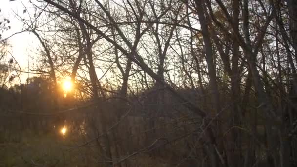 Zon flikkert achter takken van bomen, de herfst bos e bij zonsondergang, meer in het bos — Stockvideo