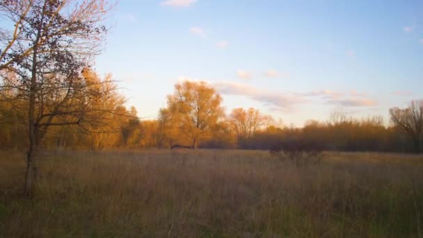 Glade i höst skog, träd med gul lämnar upplyst av solen — Stockvideo