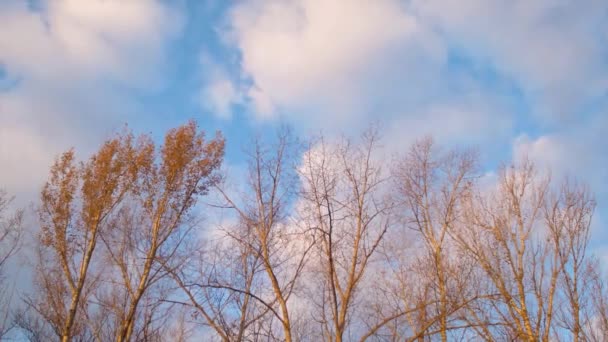 Alberi d'autunno contro il cielo . — Video Stock