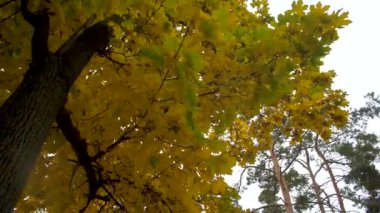 Sonbahar akçaağaç parkta rüzgarda sallanan bırakır. Ağır çekim