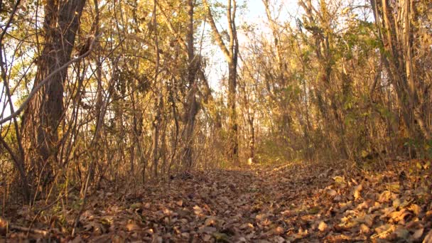 Perro de caza está buscando huella en el bosque de otoño. Movimiento lento . — Vídeos de Stock