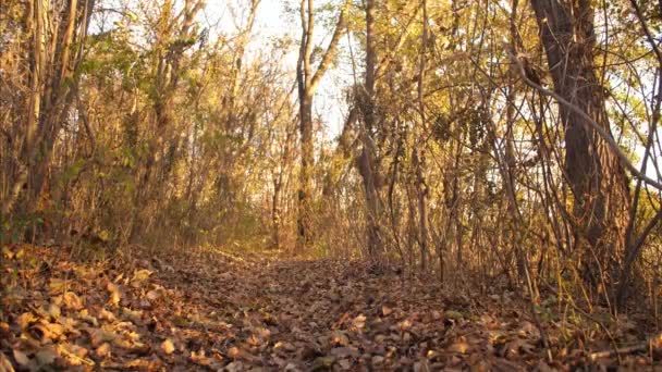 Pies myśliwski szuka ślad w lesie jesienią. — Wideo stockowe