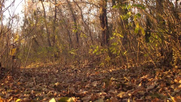 Adolescente cammina in un parco autunnale con cane cosparso di foglie di autunno marrone . — Video Stock