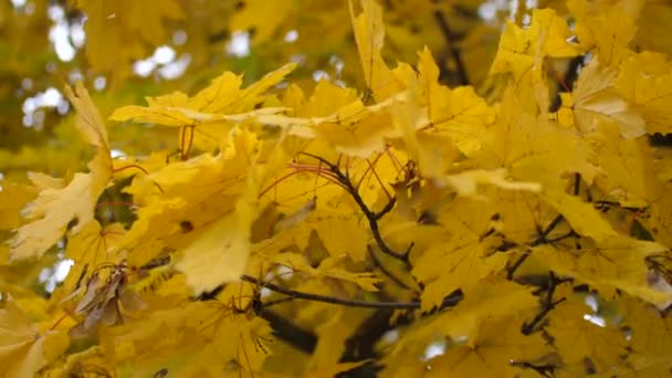 Podzimní javorové listy, houpat se ve větru v parku. Zpomalený pohyb. — Stock video